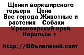 Щенки йоркширского терьера › Цена ­ 20 000 - Все города Животные и растения » Собаки   . Красноярский край,Норильск г.